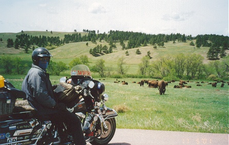 Bison grazing in Custer State Park