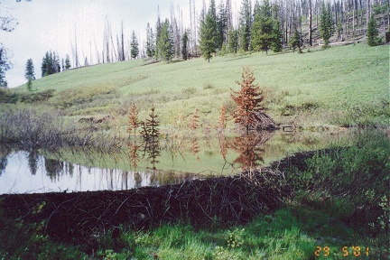 Beaver dam