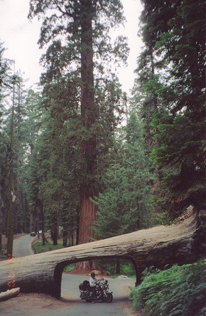 Big trees