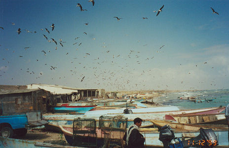 Fishing village, drying sardines for stock feed