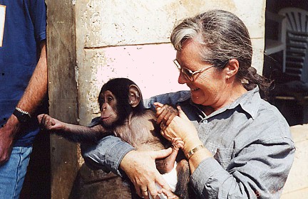 Nursing a baby chimpanzee