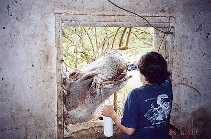 Bottle feeding a hand raised hippo