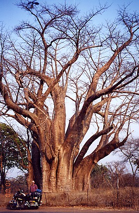Motorcycle dwarfed by this baobab tree