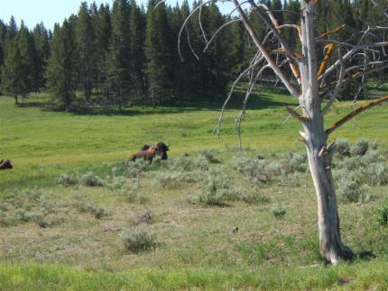 Buffalo, Yellowstone