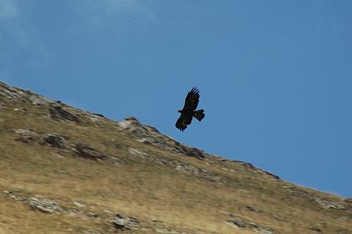 French/Italian Alps 09-eagle.jpg