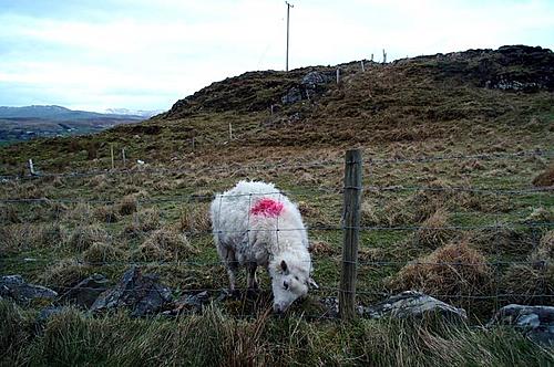 wild camping in scotland - maybe some inspiration for someone-irish_sheep.jpg