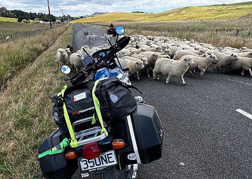 HU California Apr 18-21 2024-markdonham-nz-sheep-550x393.jpg