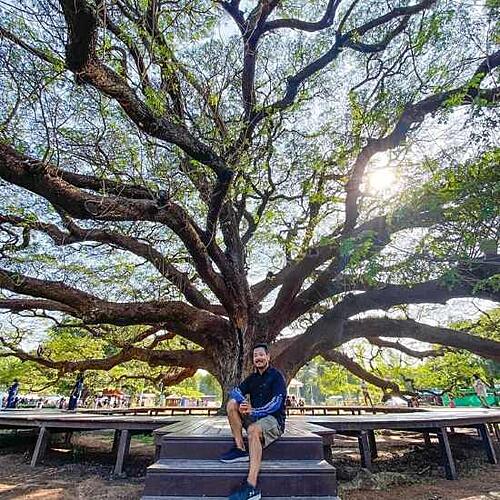 HU Quebec 2024 at La Classique!-jamesbai-giant-monkey-pod-tree