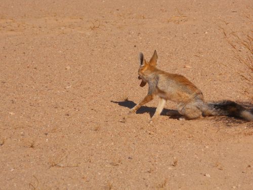 Name:  fenek.jpg
Views: 1785
Size:  73.7 KB