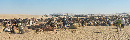 Click image for larger version

Name:	Salt Caravan Niger 11-13.jpg
Views:	409
Size:	116.8 KB
ID:	11048