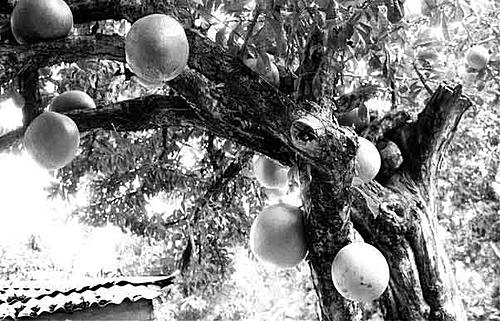 Desert fruit, what is it?-calabashtree.jpg