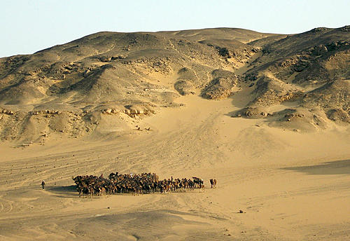 Camel train from Sudan to Egypt-img_0110.jpg