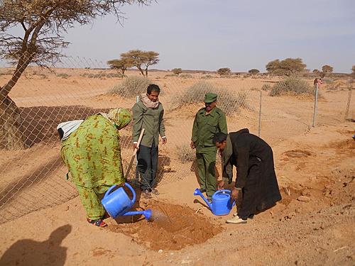 Quick trip report: Western Sahara Libre (Polisario side) and NW Mauri-nkc-tft-feb-2012-261