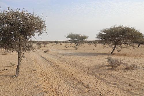 Tibesti / Chad-lake-chad-road.jpg