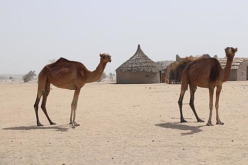 Tibesti / Chad-chad-camels.jpg