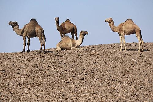 Tibesti / Chad-camels-tibesti.jpg