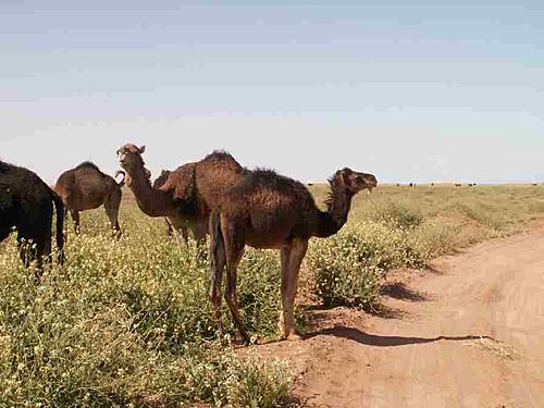 Bivouac near Erg Chegaga-desert1.jpg