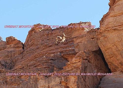 Egypt – revolution memory and uweinat mountain barbary sheep-free-sheep.jpg