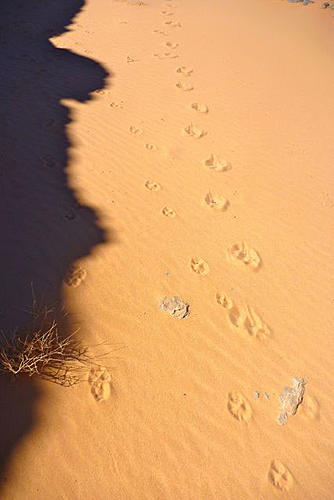 Cheetah in the Hoggar-chee.jpg