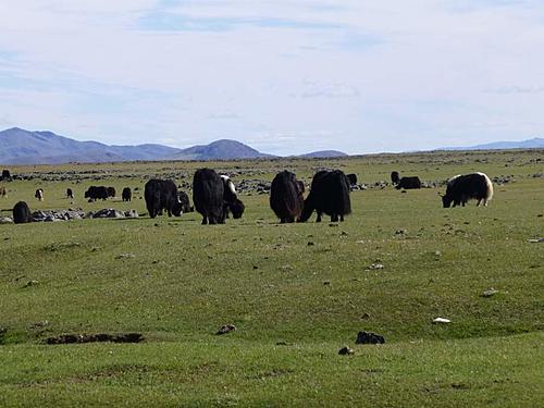 Motorcycle trip around central Mongolia - 1200km offroad on rented 150cc Chinese bike-39.jpg