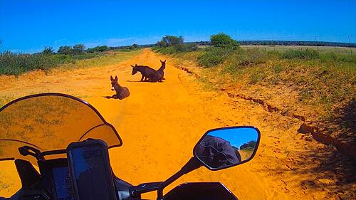 2024 Buying a bike in South Africa to continue the 2023 overland ride.-copied-data-2024-04-13