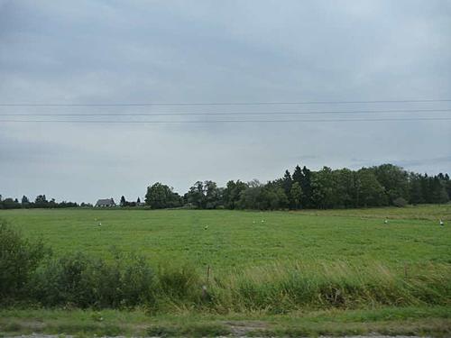 Czeching out Poland and Slovakia: a two TA tour.-1-estonian-stork-field-resize.jpg