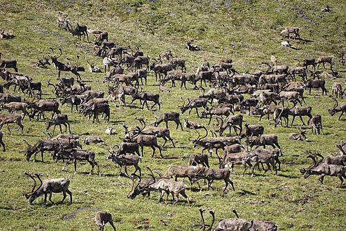 Finding Freedom...World Wide Ride-herd-of-caribou.jpg