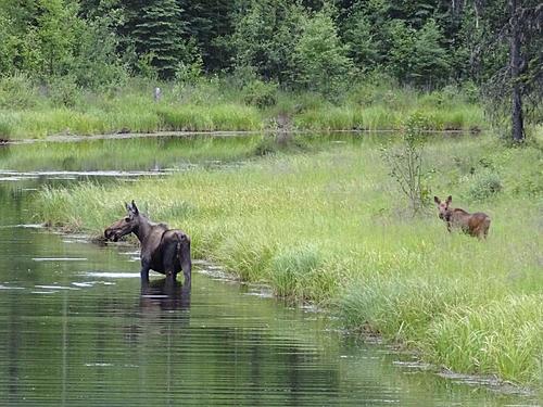 Finding Freedom...World Wide Ride-cow-calf-moose-chena-ak.jpg