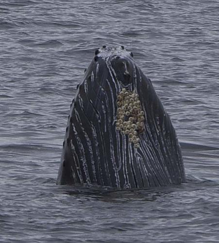 Finding Freedom...World Wide Ride-humpback-whale.jpg