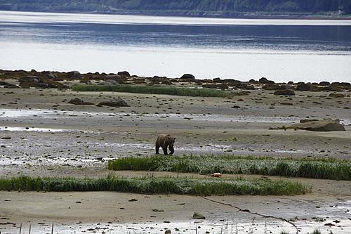 Finding Freedom...World Wide Ride-grizzly-bear.jpg