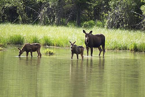 Finding Freedom...World Wide Ride-moose-with-twins.jpg