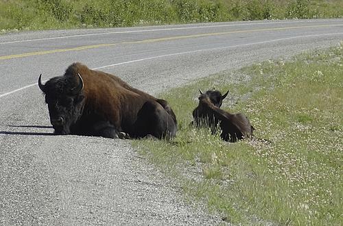 Finding Freedom...World Wide Ride-bison.jpg