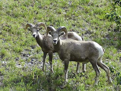 Finding Freedom...World Wide Ride-rocky-mountain-big-horn-sheep