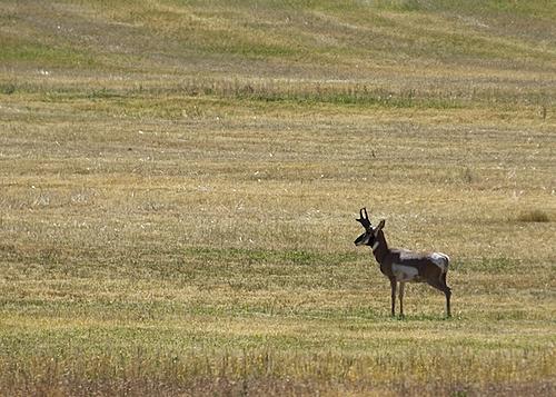 Finding Freedom...World Wide Ride-buck-pronghorn-antelope.jpg