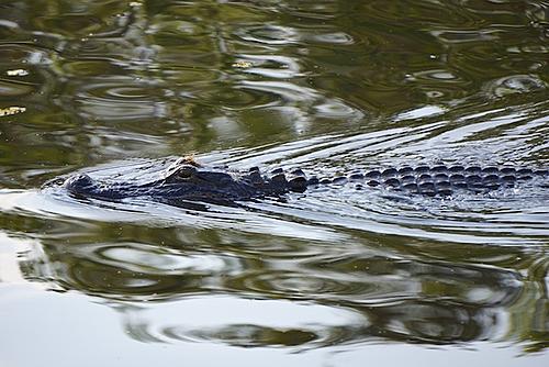 Finding Freedom...World Wide Ride-swamp-tour-8.jpg