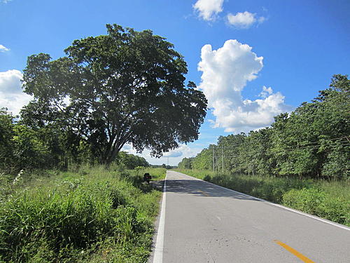 ratbikemike in mexico.-porto-angel-2-merida-106.jpg