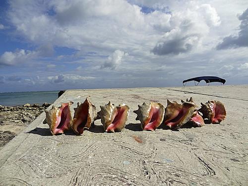 Finding Freedom...World Wide Ride-belize-19-conch.jpg