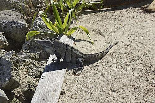 Finding Freedom...World Wide Ride-belize-47-iguana.jpg