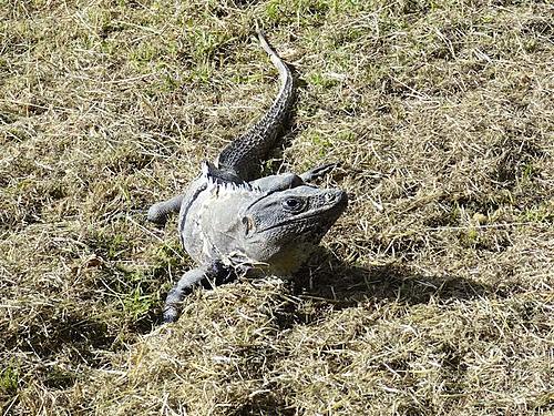 Finding Freedom...World Wide Ride-uxmal-49.jpg