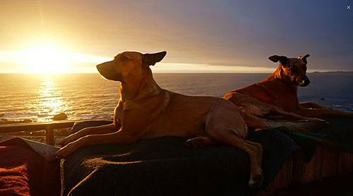 Road-weary? Dogsit in Chile!-screen-shot-2014-10-21