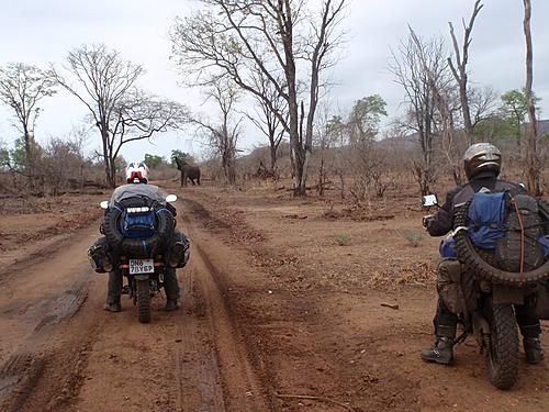 South Luangwa NP to Northern Zambia-south-luangwa-elephants.jpg