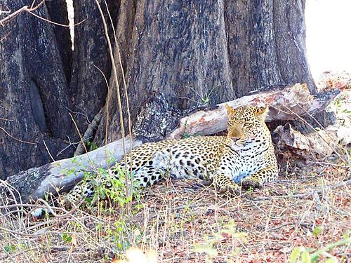 South Luangwa NP to Northern Zambia-south-luangwa-leopard.jpg