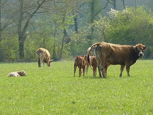 Making your own screen. What thickness Perspex to use ??-cows-tele-small.jpg