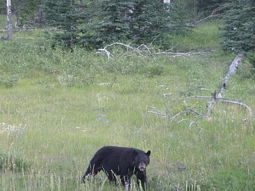 Biker Hits Bear-p1010211.jpg