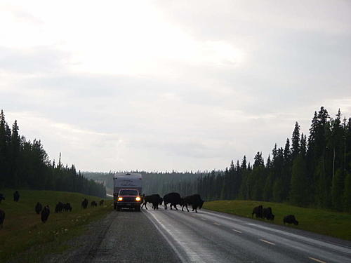 Biker Hits Bear-p1010184.jpg