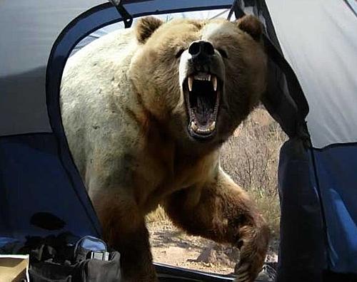 Biking in Mongolia - Wild Animals - Tires-bear_attacks_tent.jpg