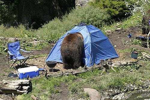 Biking in Mongolia - Wild Animals - Tires-20100608_28.jpg