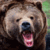 thebear's Avatar