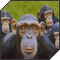 talkingmonkeys's Avatar