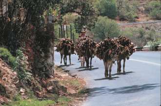 Donkeys hauling firewood, Mexico.